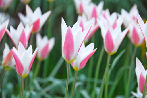 Tulip (Wild) Tulipa clusiana 'Lady Jane'