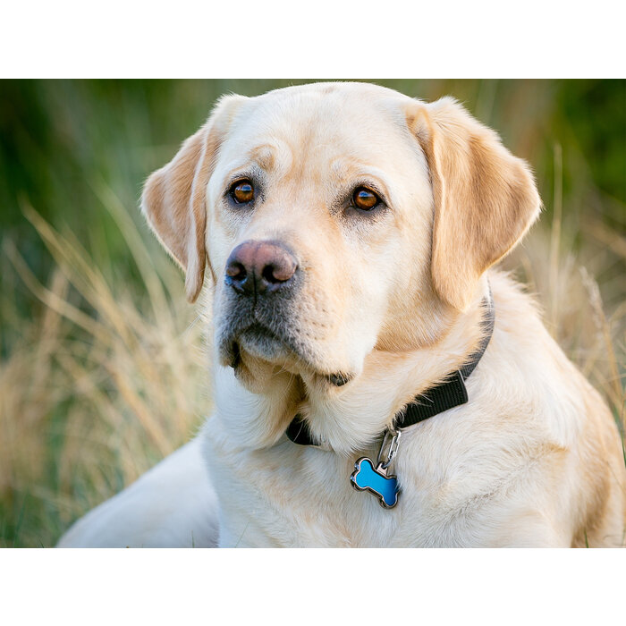 Nite Ize Nite Ize MicroLink Pet Tag Karabijnhaak 2-Pack Zilver