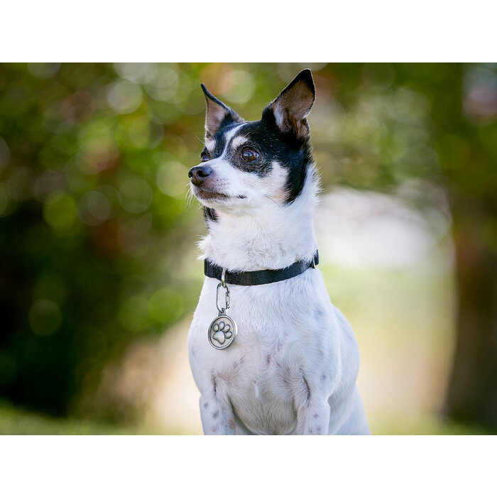 Nite Ize Nite Ize MicroLink Pet Tag Karabijnhaak 2-Pack Zilver