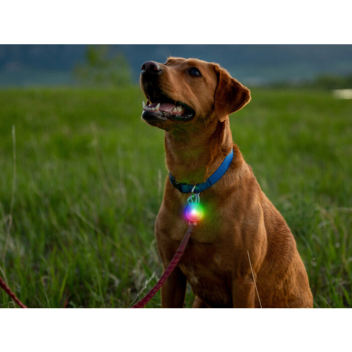 Nite Ize Nite Ize Spotlit Collar lamp Rechargeable Disco