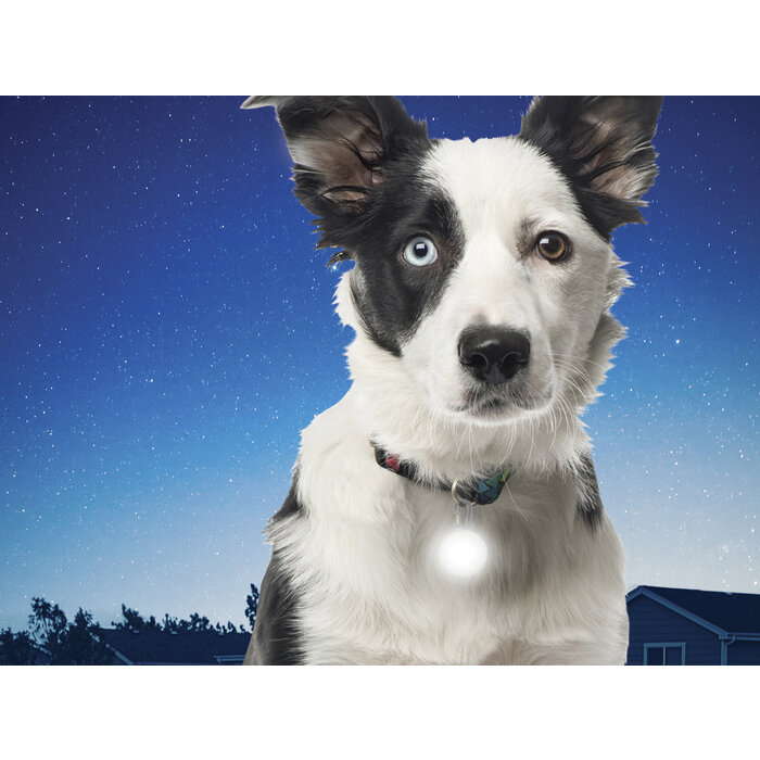 Nite Ize Nite Ize Pet SpotLit Halsbandlamp Wit