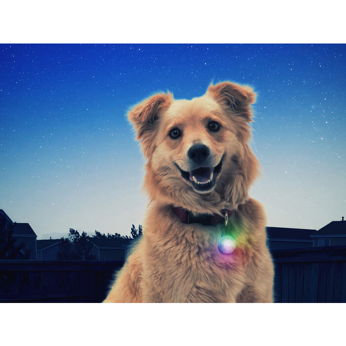 Nite Ize Nite Ize Spotlit collar lamp Disco