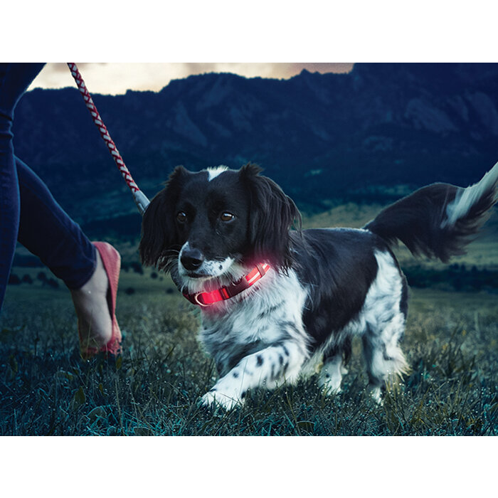 Nite Ize Nite ize nitedawg collar red s