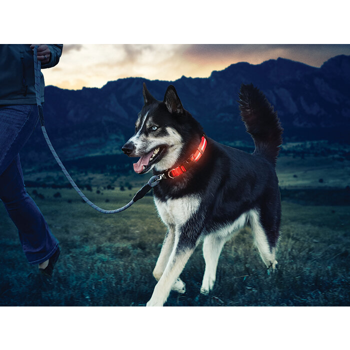 Nite Ize Nite ize nitedawg collar orange m