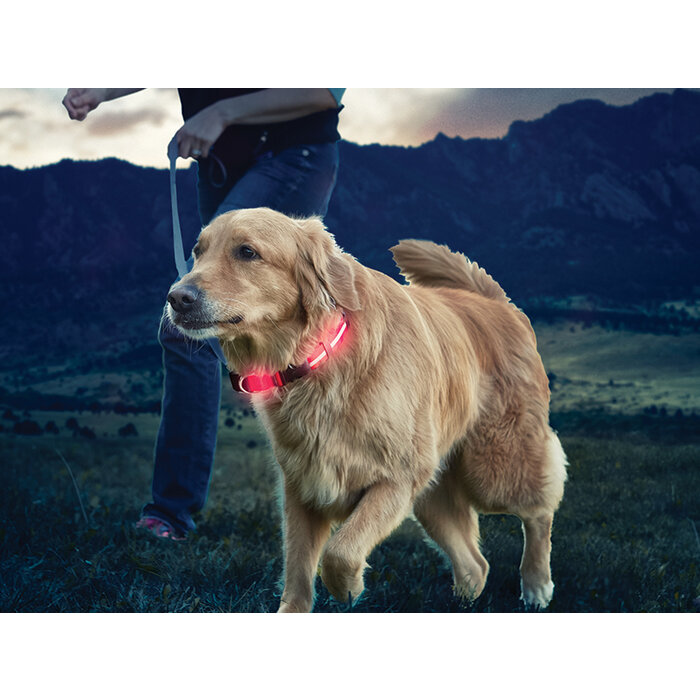 Nite Ize Nite ize nitedawg collier orange l