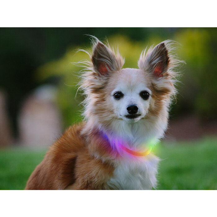 Nite Ize Nite ize nitehowl mini LED collar rechargeable disco