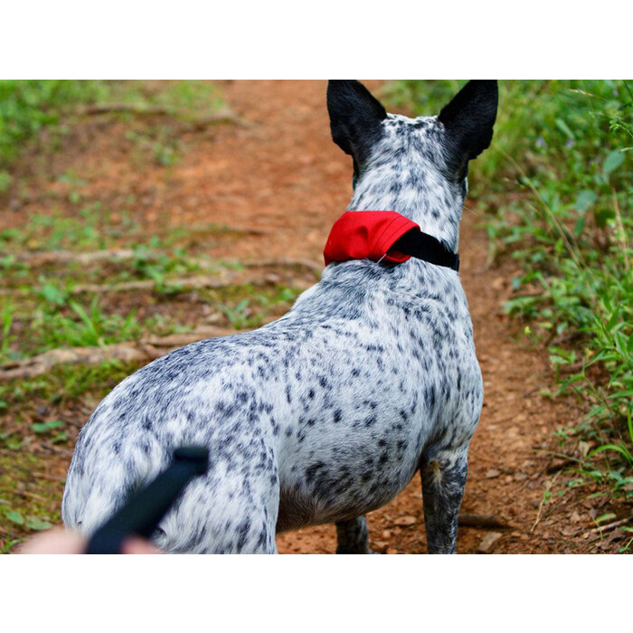 Nite Ize Nite Ize - RadDog Collar & Leash - Red S