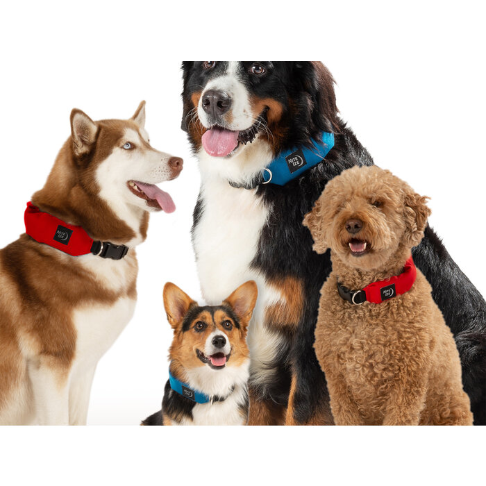 Nite Ize Nite Ize - RadDog Collier et sangle bleu - L