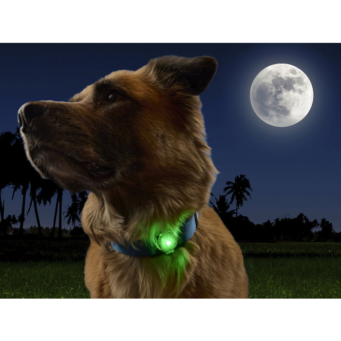 Nite Ize Nite Ize - NiteDog - Halsbandlamp Disco