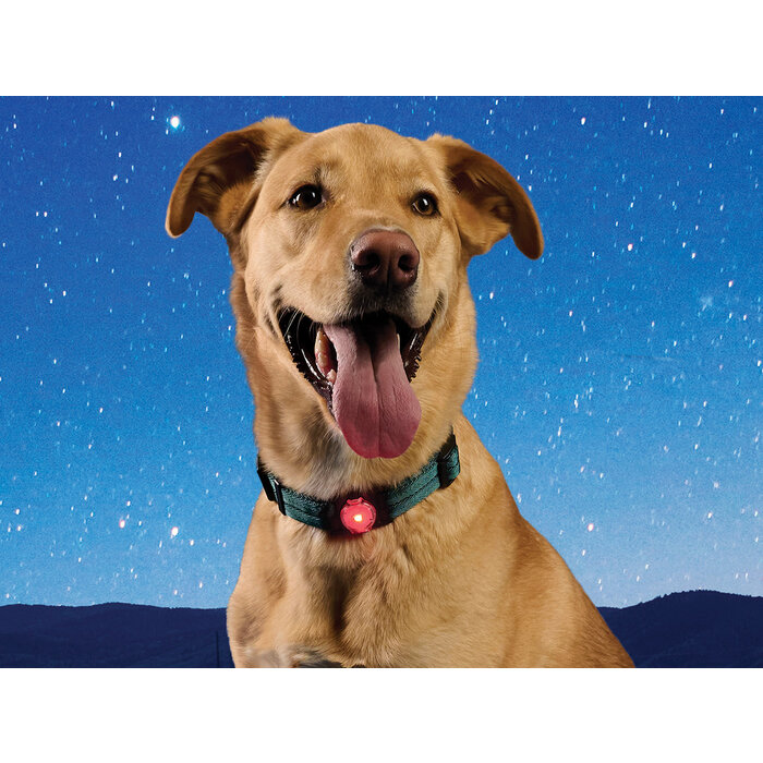 Nite Ize Nite Ize - NiteDog - Halsbandlamp Disco