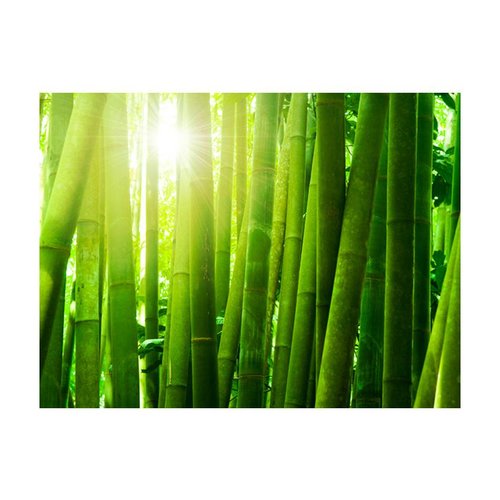 Fotobehang - Zon en bamboe