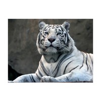 Fotobehang - Bengaalse tijger , grijs wit