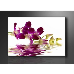 Schilderij - Orchidee, Paars/Wit, 80X60cm, 1luik