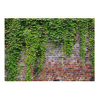 Fotobehang -Muur met klimop, premium print vliesbehang Fotobehang -Muur met klimop, premium print vliesbehang