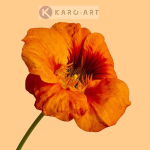 Karo-art Afbeelding op acrylglas  - Oranje klaproos op gele achtergrond , 3 maten , premium print Karo-art Afbeelding op acrylglas  - Oranje klaproos op gele achtergrond , 3 maten , premium print