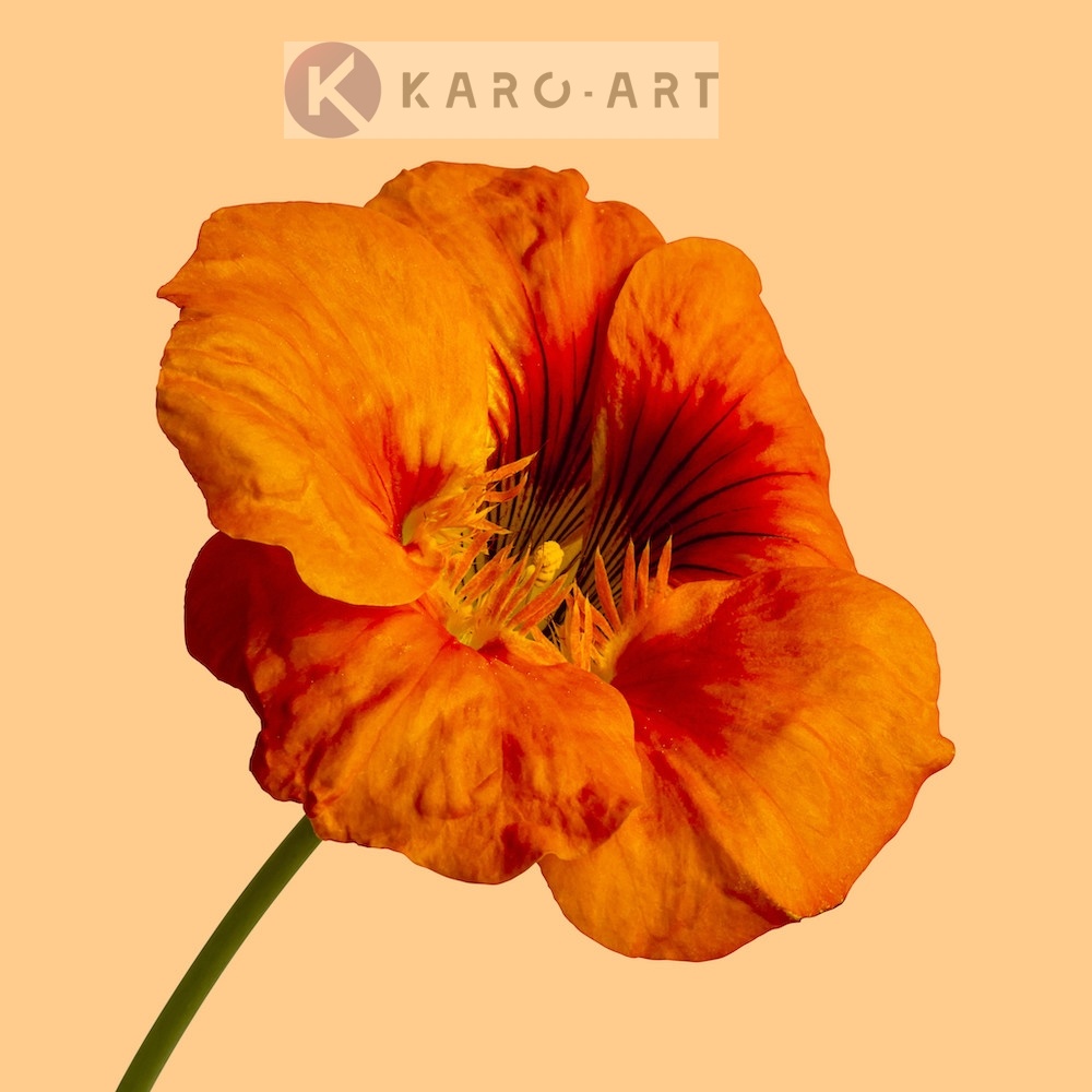 Afbeelding op acrylglas - Oranje klaproos op gele achtergrond , 3 maten , premium print afbeelding