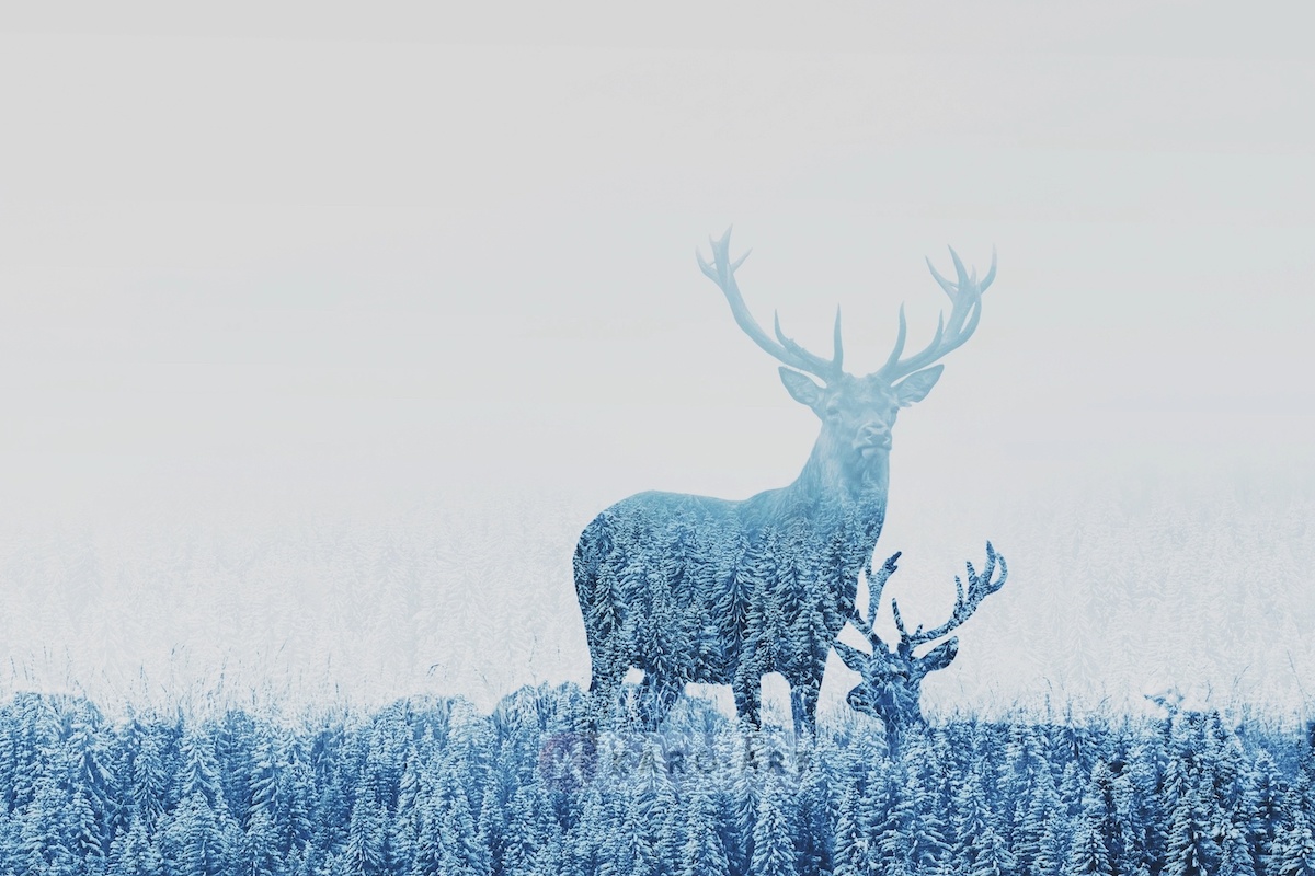 Schilderij - Herten opgenomen door het bos , Blauw wit , 2 maten , Premium print afbeelding