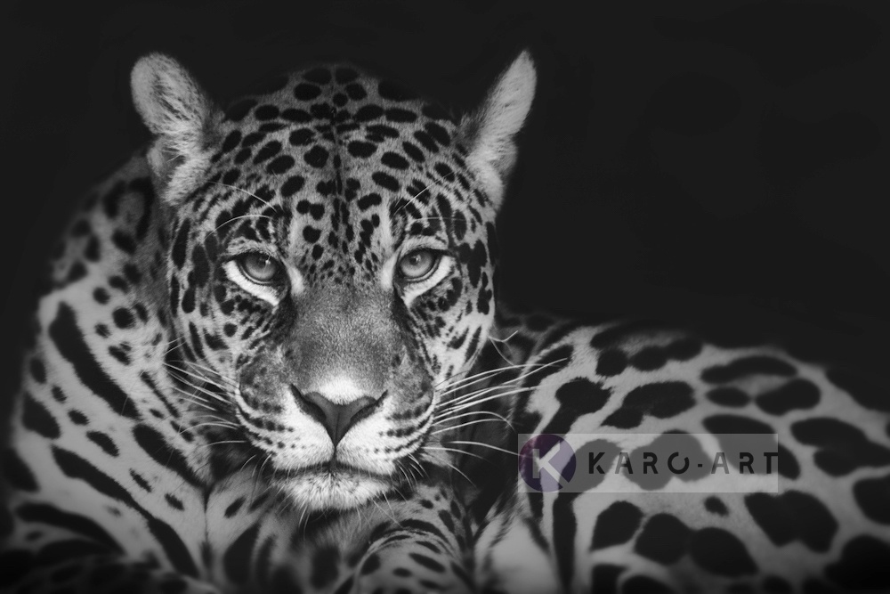 Schilderij - Jaguar in zwart en wit, premium print, 2 maten , Wanddecoratie afbeelding