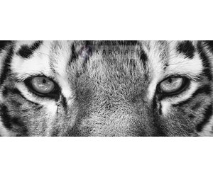 vereist aankomen buis Schilderij - Ogen van de tijger in zwart wit, eye of the tiger, premiu -  Karo-art VOF