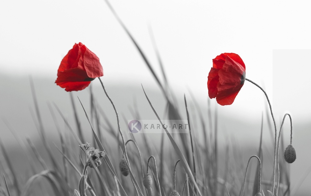 Schilderij - Rode klaprozen op zwart-wit achtergrond, premium print, 3 maten , Wanddecoratie afbeelding