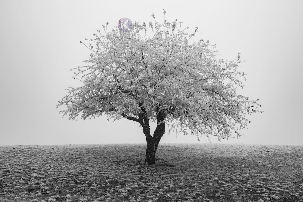 Schilderij - Eenzame boom in het zwart wit, premium print, 3 maten , Wanddecoratie afbeelding