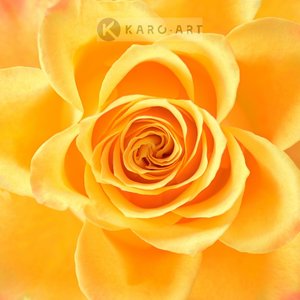 Karo-art Schilderij - Roos in het geel, bloesem , 3 maten , Premium print , Wanddecoratie