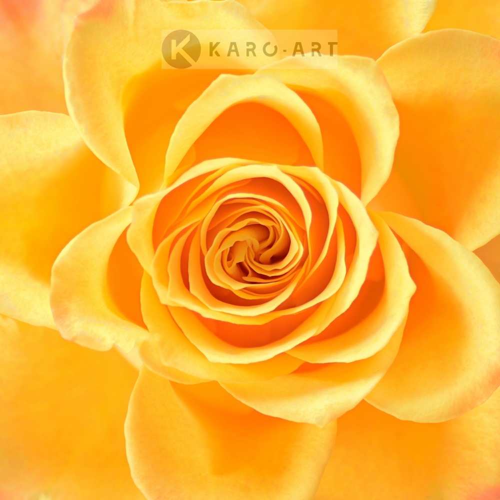 Schilderij - Roos in het geel, bloesem , 3 maten , Premium print , Wanddecoratie afbeelding