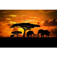 Karo-art Afbeelding op acrylglas - Olifanten familie bij zonsondergang
