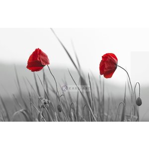 Karo-art Afbeelding op acrylglas - Rode klaprozen op zwart-wit achtergrond