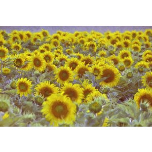 Karo-art Afbeelding op acrylglas - Veld vol zonnebloemen, digitale kunst.