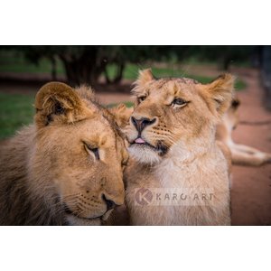 Schilderij - Leeuwen liefde