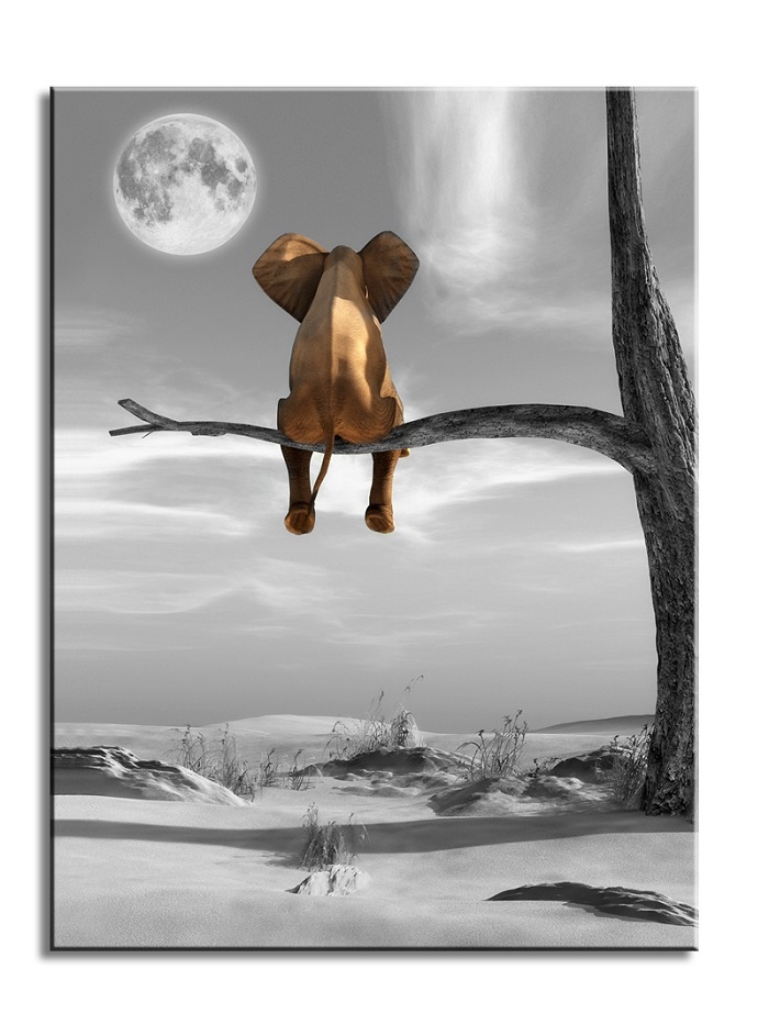 Schilderij - Olifant in de Boom, Zwart-Wit, 80x60 afbeelding