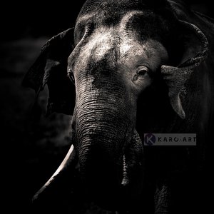 Karo-art Afbeelding op acrylglas - Olifant , Zwart wit , 3 maten , Premium print Karo-art Afbeelding op acrylglas - Olifant , Zwart wit , 3 maten , Premium print