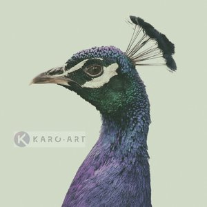 Karo-art Afbeelding op acrylglas  - Pauw , Blauw groen , 3 maten , Wanddecoratie Karo-art Afbeelding op acrylglas  - Pauw , Blauw groen , 3 maten , Wanddecoratie