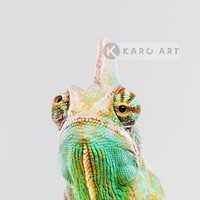 Karo-art Afbeelding op acrylglas - Kameleon  ,Groen geel , 3 maten , Premium print