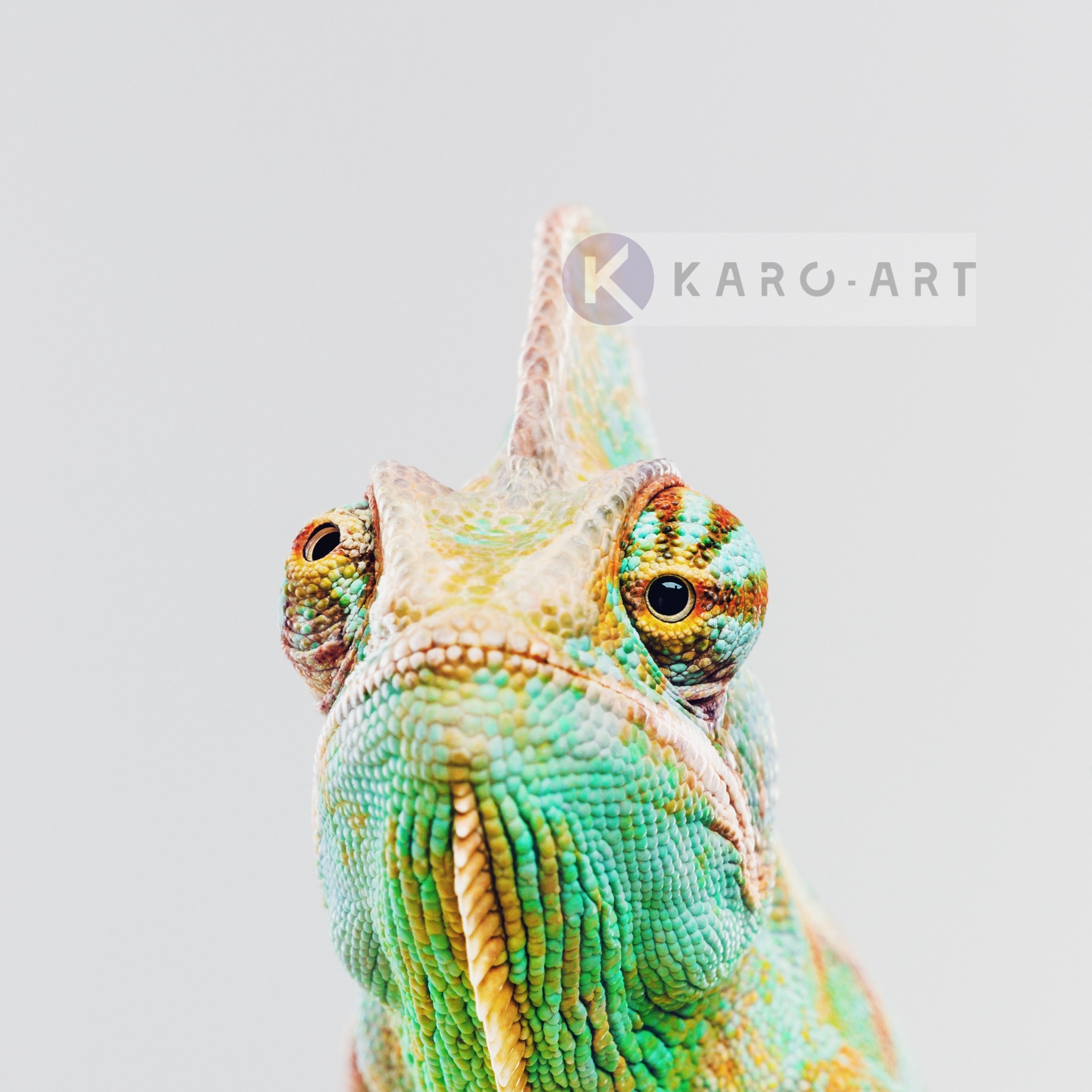 Afbeelding op acrylglas - Kameleon ,Groen geel , 3 maten , Premium print afbeelding