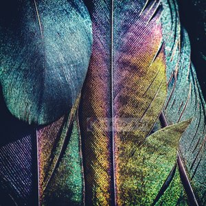 Karo-art Afbeelding op acrylglas  - Veren Pauw , Multikleur , 3 maten , Premium print Karo-art Afbeelding op acrylglas  - Veren Pauw , Multikleur , 3 maten , Premium print