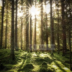 Karo-art Afbeelding op acrylglas  - Naaldhouten bos , Groen bruin wit , 3 maten , Premium print Karo-art Afbeelding op acrylglas  - Naaldhouten bos , Groen bruin wit , 3 maten , Premium print