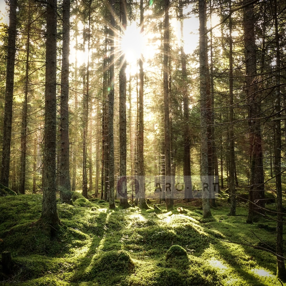 Afbeelding op acrylglas - Naaldhouten bos , Groen bruin wit , 3 maten , Premium print afbeelding