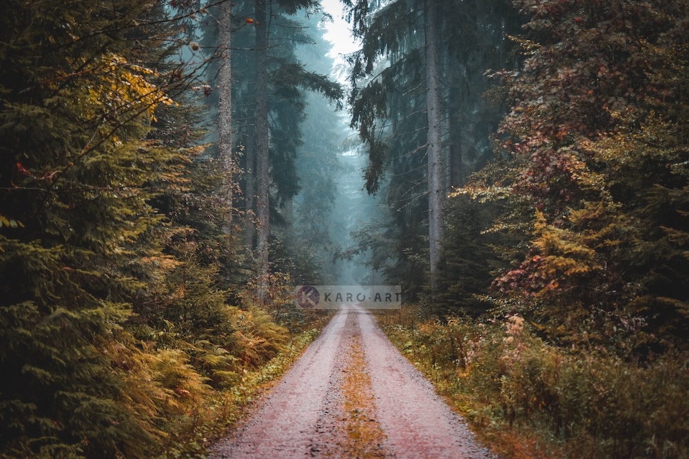Afbeelding op acrylglas - Weg in het Bos, Multikleur , 3 maten , Premium print afbeelding