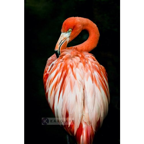 Karo-art Schilderij - Flamingo , Multikleur, 3 maten , Premium print