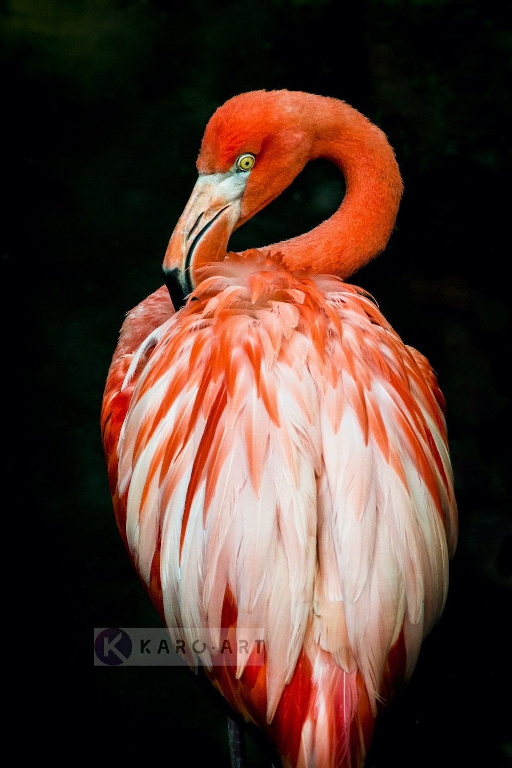 Schilderij - Flamingo , Multikleur, 3 maten , Premium print afbeelding