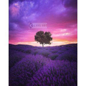 Karo-art Afbeelding op acrylglas - Lavendelveld Karo-art Afbeelding op acrylglas - Lavendelveld