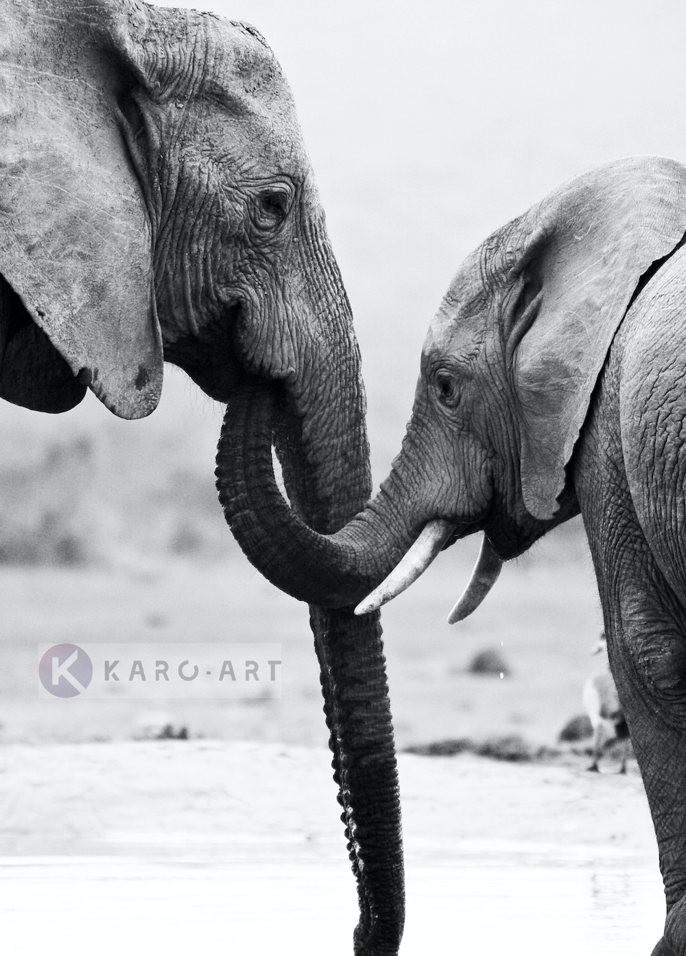 Schilderij - Olifant met kind , Grijs wit , 3 maten , Wanddecoratie afbeelding