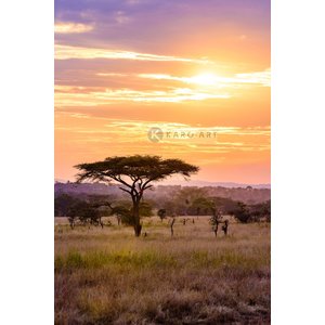 Karo-art Afbeelding op acrylglas - Afrikaanse Savanne Karo-art Afbeelding op acrylglas - Afrikaanse Savanne