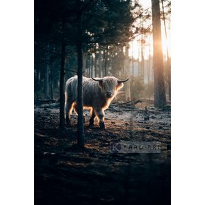 Karo-art Afbeelding op acrylglas - Witte Gehoornde Jak Karo-art Afbeelding op acrylglas - Witte Gehoornde Jak