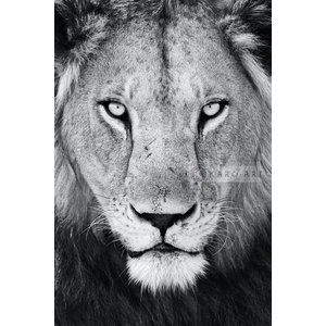 Karo-art Afbeelding op acrylglas - Leeuw Karo-art Afbeelding op acrylglas - Leeuw