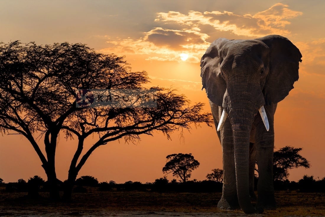 Schilderij - Olifant bij zonsondergang , Multikleur , 2 maten , Wanddecoratie afbeelding