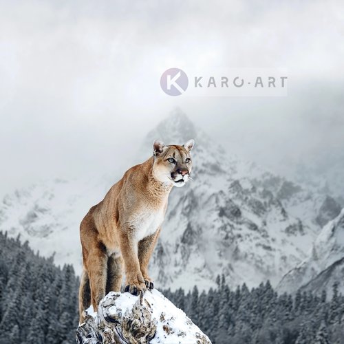 Karo-art Afbeelding op acrylglas - Puma in de sneeuw