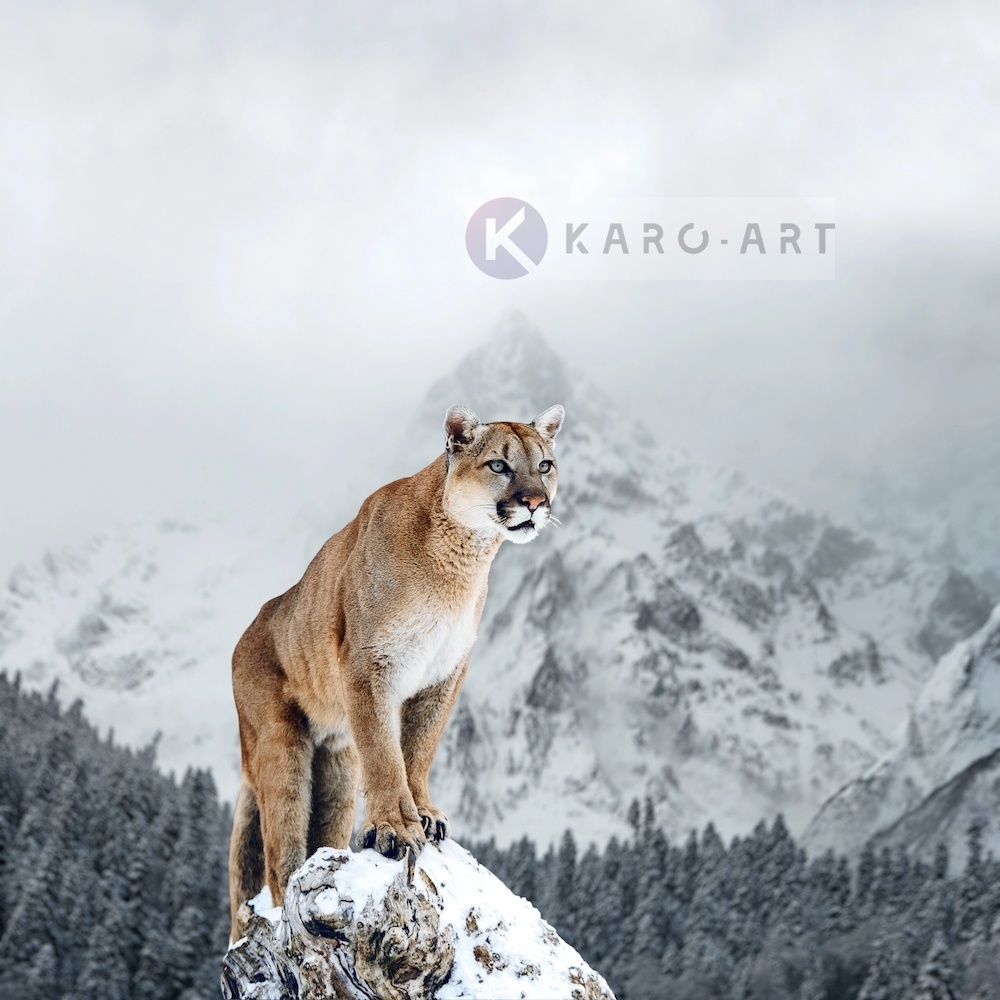 Afbeelding op acrylglas - Puma in de sneeuw Afbeelding op acrylglas - Puma in de sneeuw
